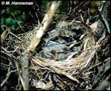 American Robin Nestlings