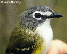 Blue Headed Vireo