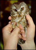 Northern Saw-whet Owl