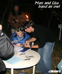 Northern Saw-whet Owl Banding