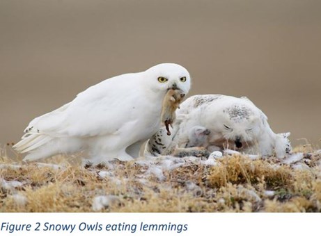 Lessons from lemmings: Ecosystem disruptions can have cascading effects on species - WWF Arctic