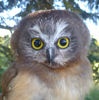 2016 Saw-whet Owl