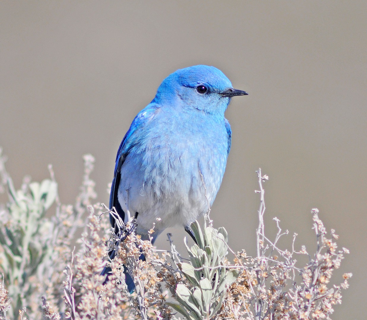 Impact of Climate Change on Bluebirds | Beaverhill Bird Observatory