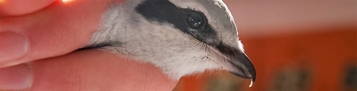 Beaverhill Bird Observatory - Hairy Woodpecker Wing